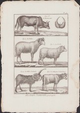 1790 buffon bonnaterre d'occasion  Angers-