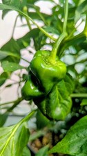 Padron chilli pepper for sale  CARDIFF
