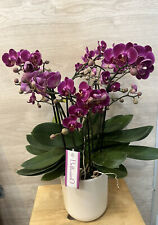 Orchidee phalaenopsis varietà usato  Paterno