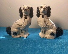 Black white spaniel for sale  EXETER