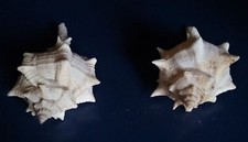 Lotto conchiglie gasteropode usato  Todi