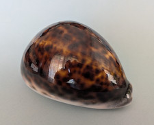 Cypraea tigris 103 d'occasion  Nice-