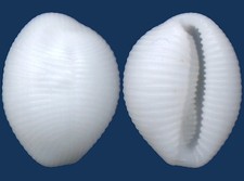Concha Trivirostra Oryza Seashell, usado comprar usado  Enviando para Brazil