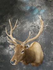 6x6 rocky mountain for sale  Wrightstown