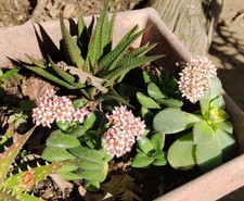Crassula springtime gorgeous for sale  Elk Grove