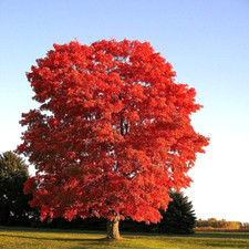 20 SEMENTES DE BORDO VERMELHAS - Acer rubrum comprar usado  Enviando para Brazil