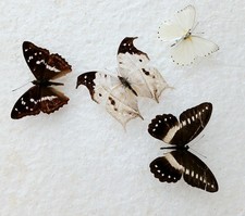 Mother pearl butterfly for sale  SLEAFORD