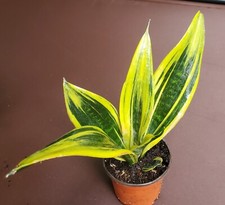 Sansevieria trifasciata golden for sale  Saint Petersburg