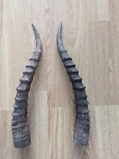 springbok horns for sale  KING'S LYNN