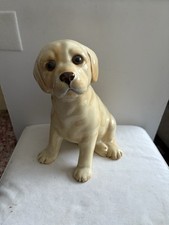 Golden labrador puppy for sale  SHANKLIN