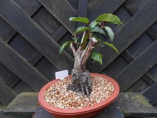 large bonsai for sale large bonsai for sale CANNOCK