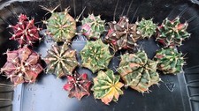 Set variegated rare for sale  Indianapolis