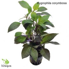 Hygrophila corymbosa live for sale  HOUNSLOW