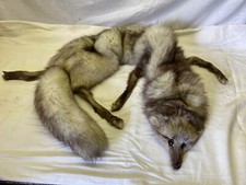 Echter silber fuchs gebraucht kaufen  Neustadt/Dosse