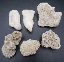 Pieces various coral for sale  Narvon