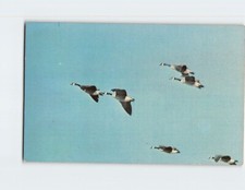 Cartão postal Geese Tour Illinois EUA, usado comprar usado  Enviando para Brazil
