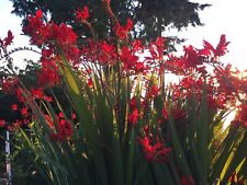 Fire red crocosmia for sale  Lynnwood