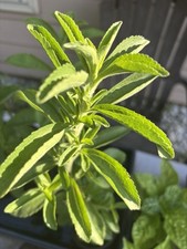 Stevia rebaudiana sugar for sale  Snellville