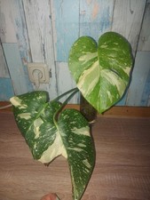 Monstera thai constellation gebraucht kaufen  Osterhofen
