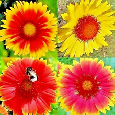 600 blanket flowers for sale  Greenville