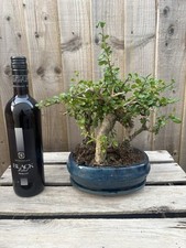 Bonsai tree grouping for sale  PERSHORE