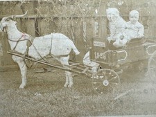 Vintage photo goat for sale  Anniston