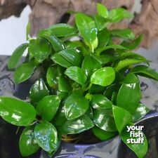 Anubias barteri var. for sale  Lebanon