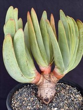 Kumara plicatilis specimen for sale  Goleta