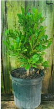 Miracle berry fruit for sale  Boca Raton