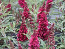 Zwerg sommerflieder buddleja gebraucht kaufen  Appen