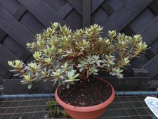 Bonsai japanese rhod for sale  CANNOCK
