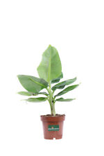 Pianta banano nano usato  Santeramo in Colle