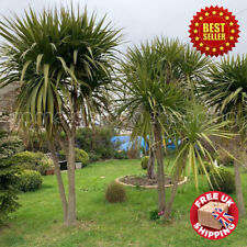 Tall semi hardy for sale  OXFORD