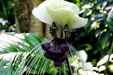 Samen garten blumen gebraucht kaufen  Calw
