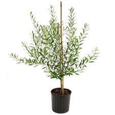 Large arbequina olive for sale  Fort Smith