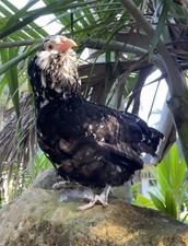 Rare purebred ameraucana for sale  Miami
