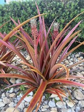 Beautiful lava burst for sale  North Palm Beach