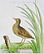European water rail for sale  Escondido