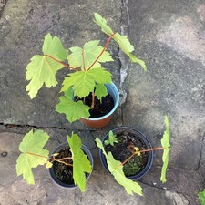 Sycamore maplesaplings pot for sale  CLITHEROE