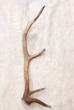 Real elk antler for sale  USA