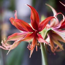 plants house amaryllis for sale  Milwaukee