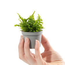 Baby sword fern for sale  UK