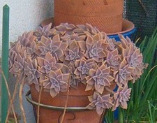 Graptopetalum paraguayense sp. usato Graptopetalum paraguayense sp. usato  Arcevia