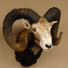 Mufflon präparat kopf gebraucht kaufen  Nagel