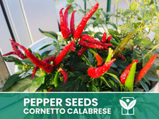 Peperoncino cornetto calabrese usato  Trappeto