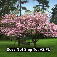 Pink dogwood tree for sale  Fort Mill