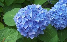Bloomstruck hydrangea floral for sale  Odessa