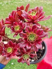 Aeonium zhurong cluster for sale  LONDON