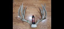 Mule deer antlers. for sale  Lehi