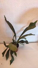 Stunning platycerium bifurcatu for sale  LONDON
